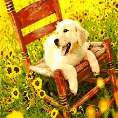 Pipo Painting DIY油畫 40*50cm, Q648 舊椅子和狗, 1組