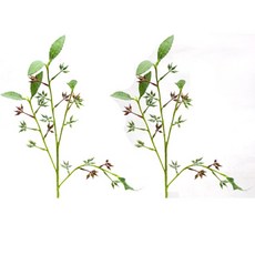 花城桉樹果茄子QH202775, 2 個, 桉樹