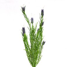 플라워마트 라벤더 다발 QH202735, WHITE