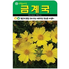저스틴앤클로이 금계국500립 야생화종자, 3팩