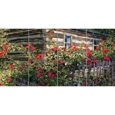 Landscape 539 牆上盛開的野玫瑰 4入, 混色