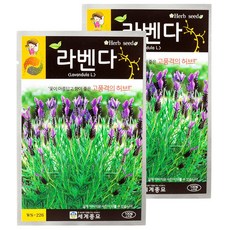 세계종묘 라벤다 100립, 2개