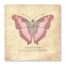 디아섹액자 벽걸이용, Vintage Butterfly
