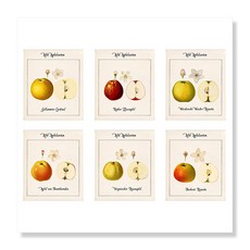 디아섹액자 벽걸이용, 6 Tafeln alte Apfelsorten