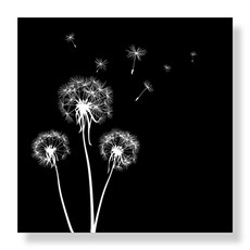 디아섹액자 벽걸이용, silhouettes of three dandelions