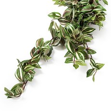 다우에프앤지 조화, 달개비바인, 1개