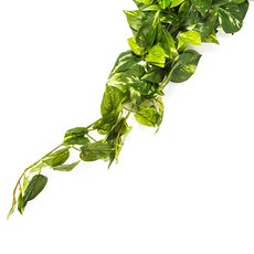 다우에프앤지 조화, 스킨바인, 1개