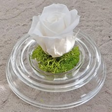 폴라리스에이치오 폴앤미 아모르로즈 아크릴돔 펄화이트, 장미, 1개