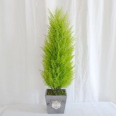 플라워마트 율마 그린 그레이 사각포트 장식 18 x 60cm, 1세트, 1개