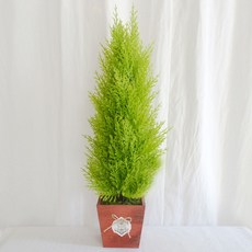 플라워마트 율마 그린 레드 사각포트 장식 18 x 60cm, 1세트, 1개