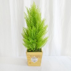 플라워마트 율마 그린 옐로우 사각포트 장식 18 x 50cm, 1세트, 1개