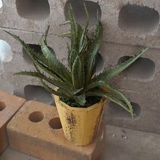 플라워마트 조화 포트 옐로우, 가시알로에, 1개, 1개