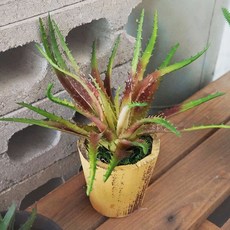 플라워마트 조화 포트 옐로우, 레드그린  판다누스, 1개, 1개