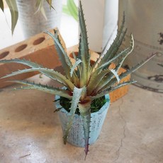 플라워마트 조화 포트 블루, 그레이 판다누스, 1개, 1개