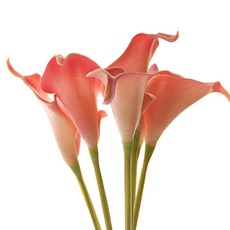 仿真馬蹄蓮花枝, 粉紅色