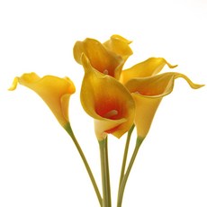 仿真馬蹄蓮花枝, 雙色黃