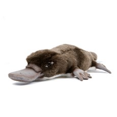 HANSA TOY 動物玩偶 3664 鴨嘴獸1號 Platypus with eyepatch, 12cm, 棕色, 1個