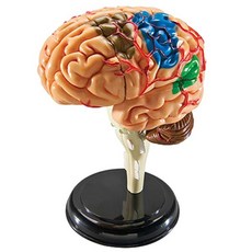 Learning Resources 大腦解剖模型 LER3335 公仔, 1個