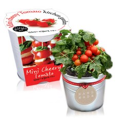 세경팜 키친가든 텃밭가꾸기세트, 앉은뱅이방울토마토
