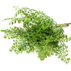 擺飾用樹葉 2入, 單色