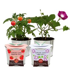 틔움세상 new 그로우캔 방울토마토 + 나팔꽃 키우기 세트, 1세트