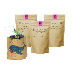 틔움세상 그림 봉투 화분 패랭이꽃 키우기, 3개입