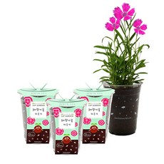 틔움세상 컵가든 패랭이꽃 키우기, 3개입