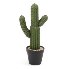 룸앤홈 데코선인장, B타입, 1개