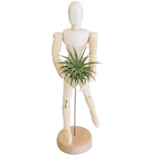 모리앤 관절인형과 미니틸란드시아, 1세트