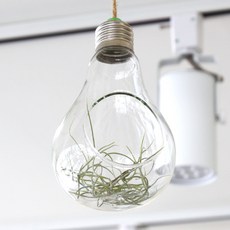 Mori& 燈泡造型懸掛玻璃瓶, 混合色