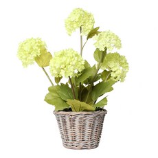 데팡스 하이드랜지아 인 라탄 팟 꽃화분, GREEN, 1개