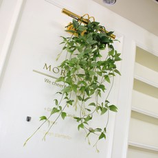 MORIANN 室內和諧笑臉科, 混色, 1個