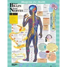 Blueprint for Health Your Brain and Nerves, Anatomical Chart Co