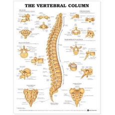 The Vertebral Column Anatomical Chart, Anatomical Chart Co