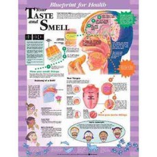 Blueprint for Health Your Taste and Smell Chart, Anatomical Chart Co