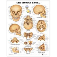 The Human Skull Anatomical Chart, Anatomical Chart Co