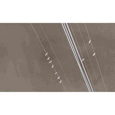 以牙還眼：奧爾良教區的暴力分佈圖, 雙棕櫚酒吧