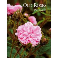 Old Roses, Antique Collectors Club Ltd