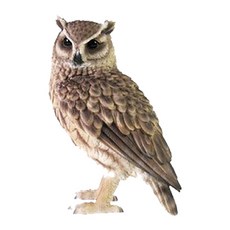 마그넷 PET BANK BIG 올빼미 저금통, LONG EARED