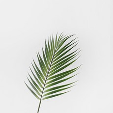 블루밍앤미 아레카야자 조화, 1개