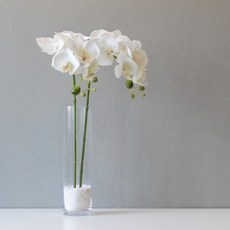 BLOOMING&ME 蝴蝶蘭人造花+花瓶, 混色