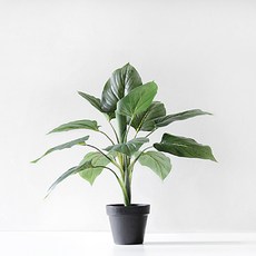 블루밍앤미 알로카시아 조화 pot 50cm, 블랙, 1개