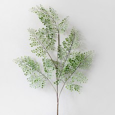 BLOOMING&ME Adiantum Long Stem 5 Harmony Bush, 混色