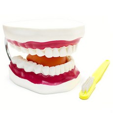 KesB 自然大牙模型, 隨機發貨