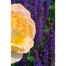 Romantic Garden Notebook Paperback, Createspace Independent Publishing Platform