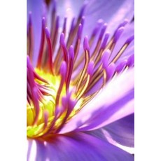 Purple Flower Notebook Paperback, Createspace Independent Publishing Platform