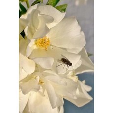 Fly on a Flower Notebook Paperback, Createspace Independent Publishing Platform