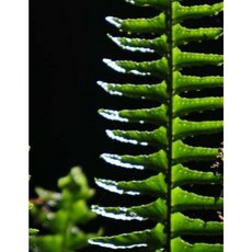 Ferns: Notebook Paperback, Createspace Independent Publishing Platform