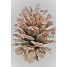 Pine Cone Notebook Paperback, Createspace Independent Publishing Platform