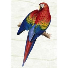 Parrot Keeping: Varieties Breeding Caring Accommodation & More Paperback, Createspace Independent Publishing Platform